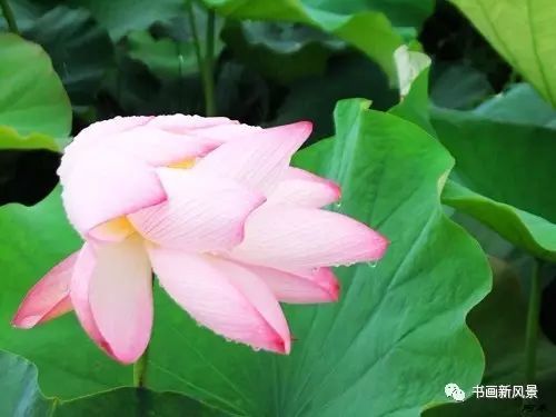 刘辰翁|22幅极美的雨荷图，太美啦！