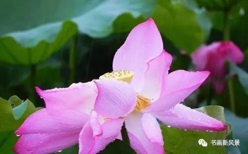 刘辰翁|22幅极美的雨荷图，太美啦！