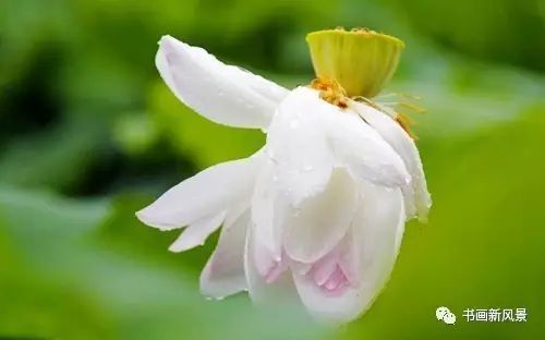 刘辰翁|22幅极美的雨荷图，太美啦！