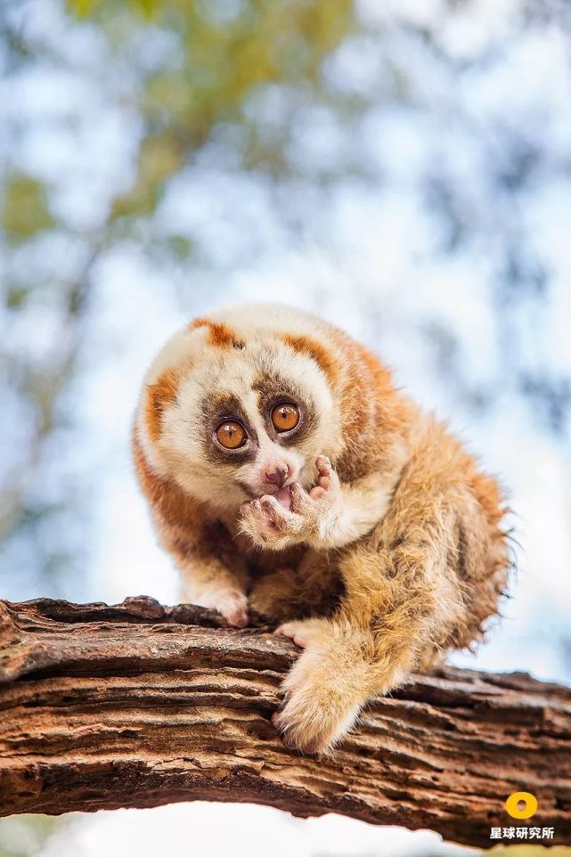 (懒猴,摄影师@方托马斯)