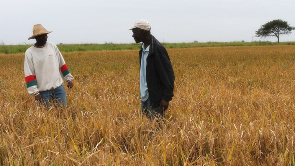 非洲人慵懒,以为自己的土地没法种菜,中国人用勤劳迎来大丰收!