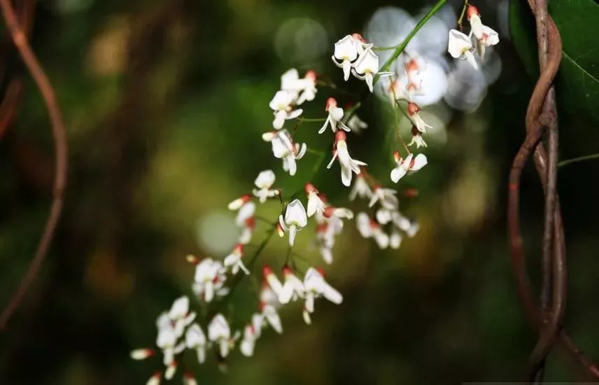 增城的古树名木有哪些 最老的有1300多年 你都了解吗 腾讯新闻