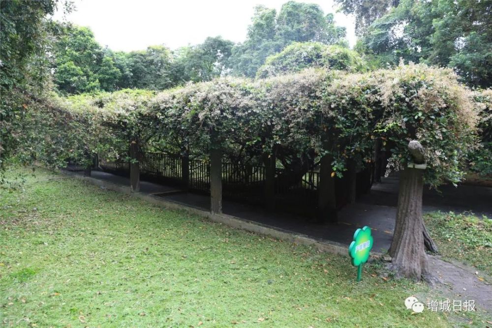 选它 选它 快选它 为增城 古树与古树乡村 打call 腾讯新闻