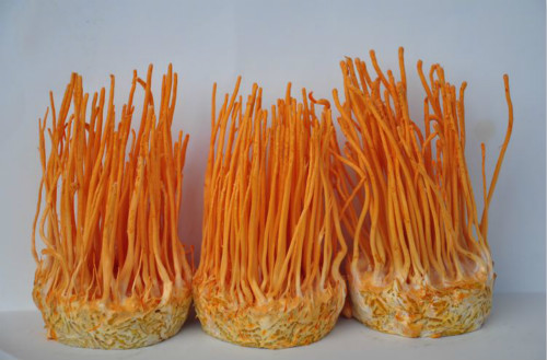 农村种植蛹虫草产业发展概况及前景分析