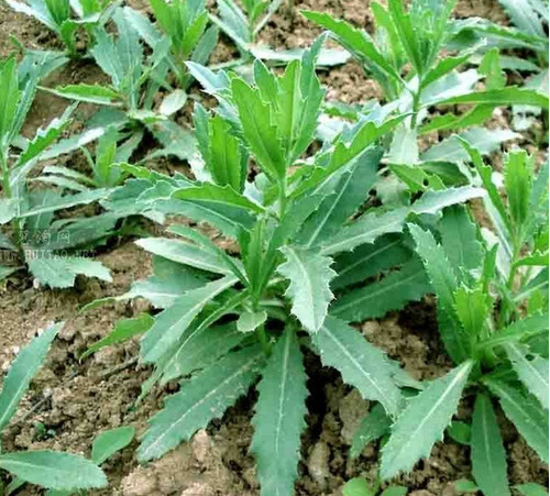 泡水喝的刺菜,这点忽视了,可就白喝了