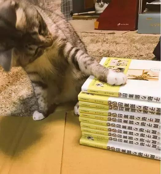 想知道猫咪的破坏力吗 网友的经历来告诉你