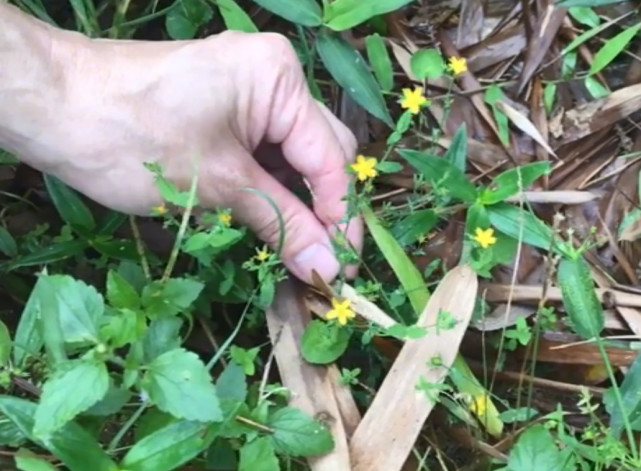 路旁一种细小的野草 没注意真发现不了 其实它药用价值很高 腾讯网