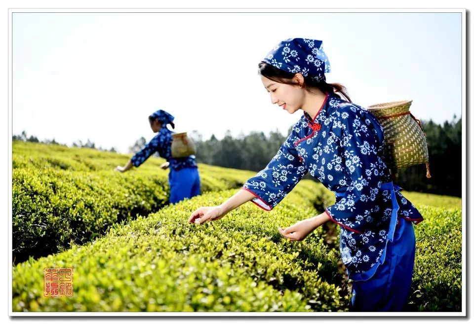 【茶香】河红茶沉浮