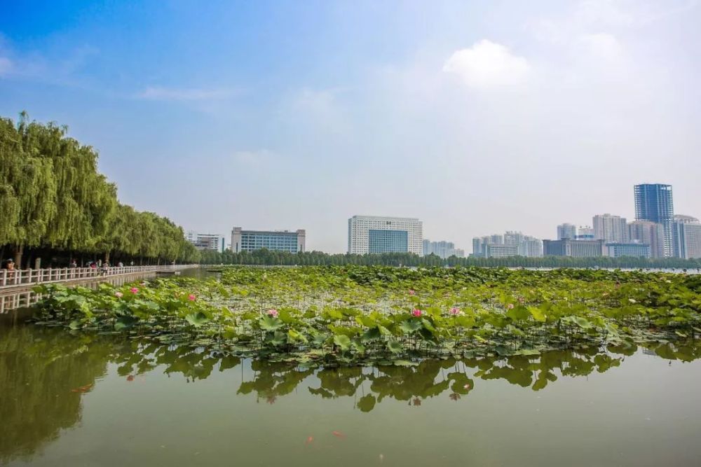 睡蓮,中國國花園,隋唐城遺址植物園