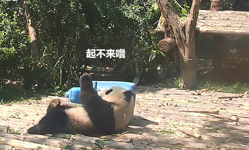 大熊猫摔倒后翻不过身来,饲养员看了直捂脸:怪不得是保护动物