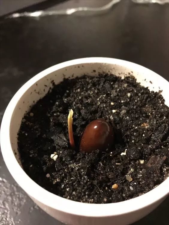 这几种水果籽儿泡水里，一周就发芽生根，10天长成小盆栽！