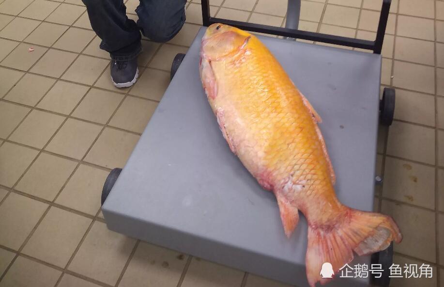 逃不过人类好奇心,这条百岁鱼精再也回不去湖里了!