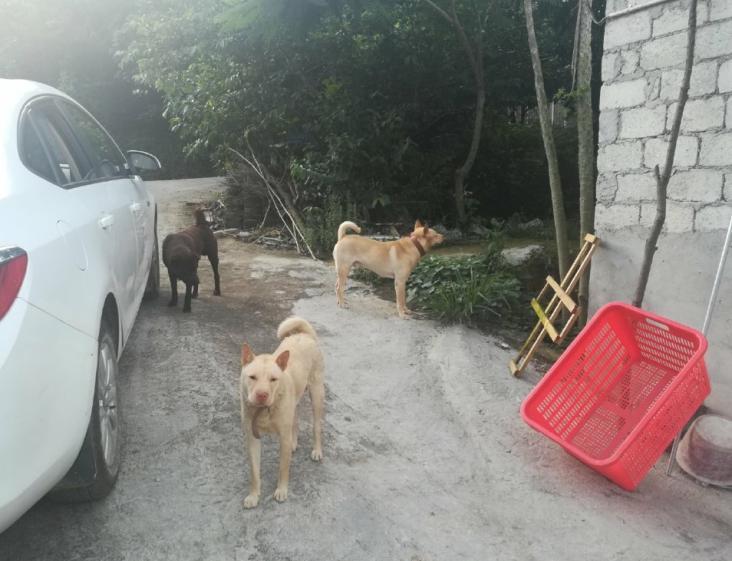 中華田園犬不出名碰上純種潮州五紅犬外國人都想買