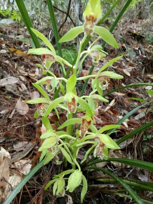 兰花用什么花盆栽植最好