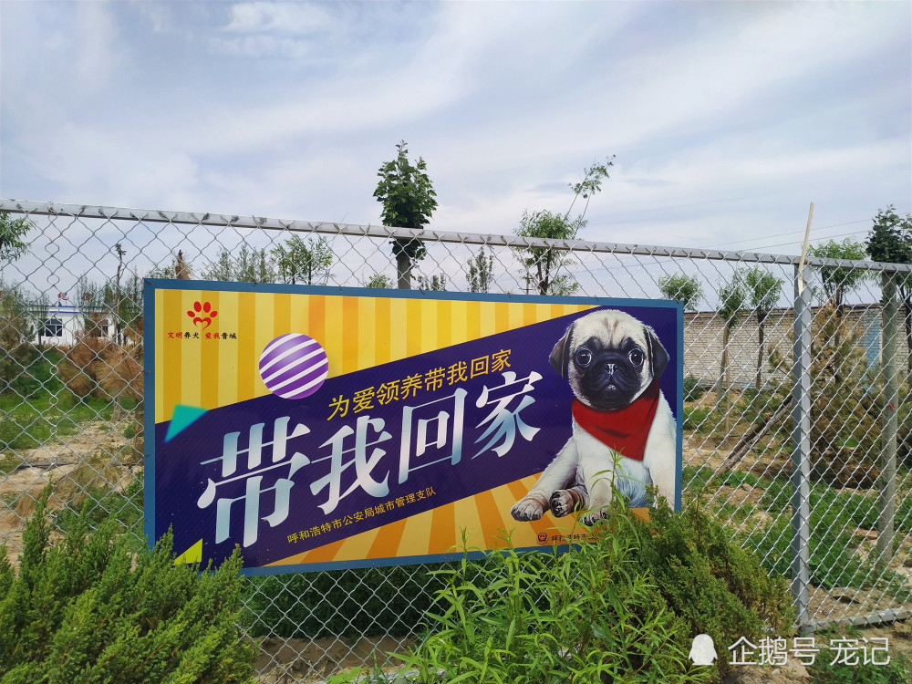 领养代替买卖,流浪狗的心声:请带我回家!