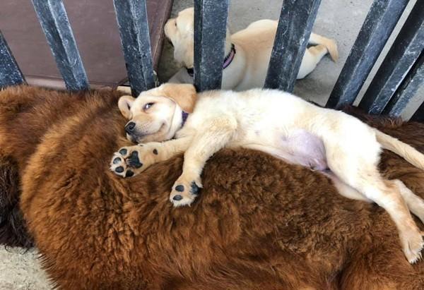 小狗得意躺獒犬身上 獒犬完全不生气 主人 它被小狗的妈妈带大