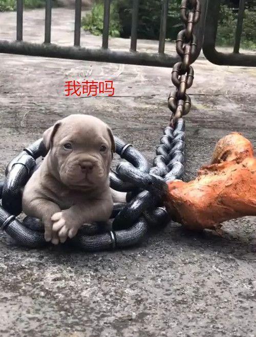 这位铲屎官也是一样的皮,导致给人一种错觉,以为这只小奶狗被虐待了呢