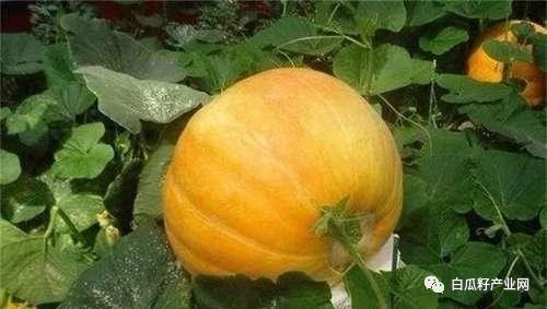 南瓜种植技术 中国南瓜露地栽培怎样进行整地和施肥