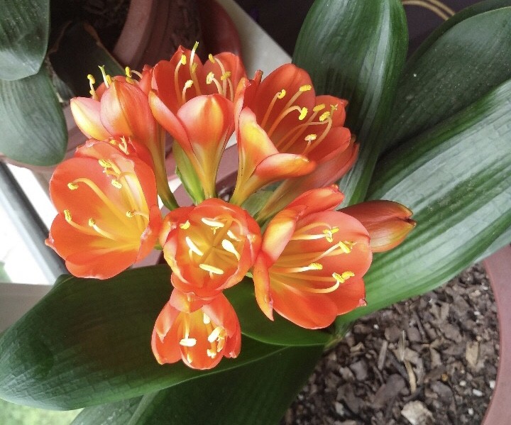 2种促进植物开花的 万能肥 花期前 浇水加一勺 蹭蹭冒花苞