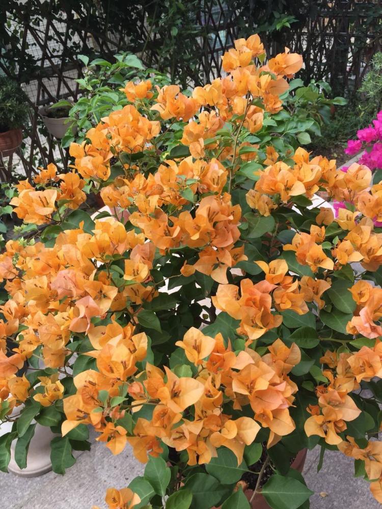 9月中旬 养三角梅 最后 一波 花期 扣水再回水 枝头都是花