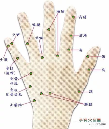 手背定位手背反应了人体背部的全息.