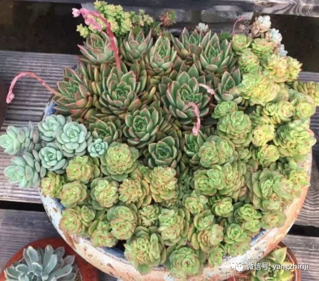 夏季 这3种多肉植物 做好1个细节 即使在高温下也能轻松长爆盆