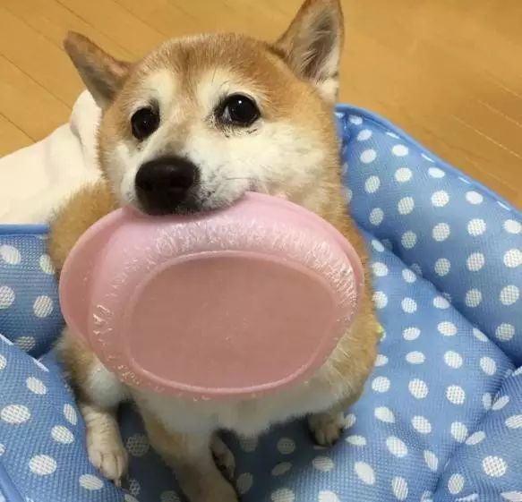 饭量越大, 价格越往低了报, 绝对不能给家长带去一种 "狗子是个饭桶还