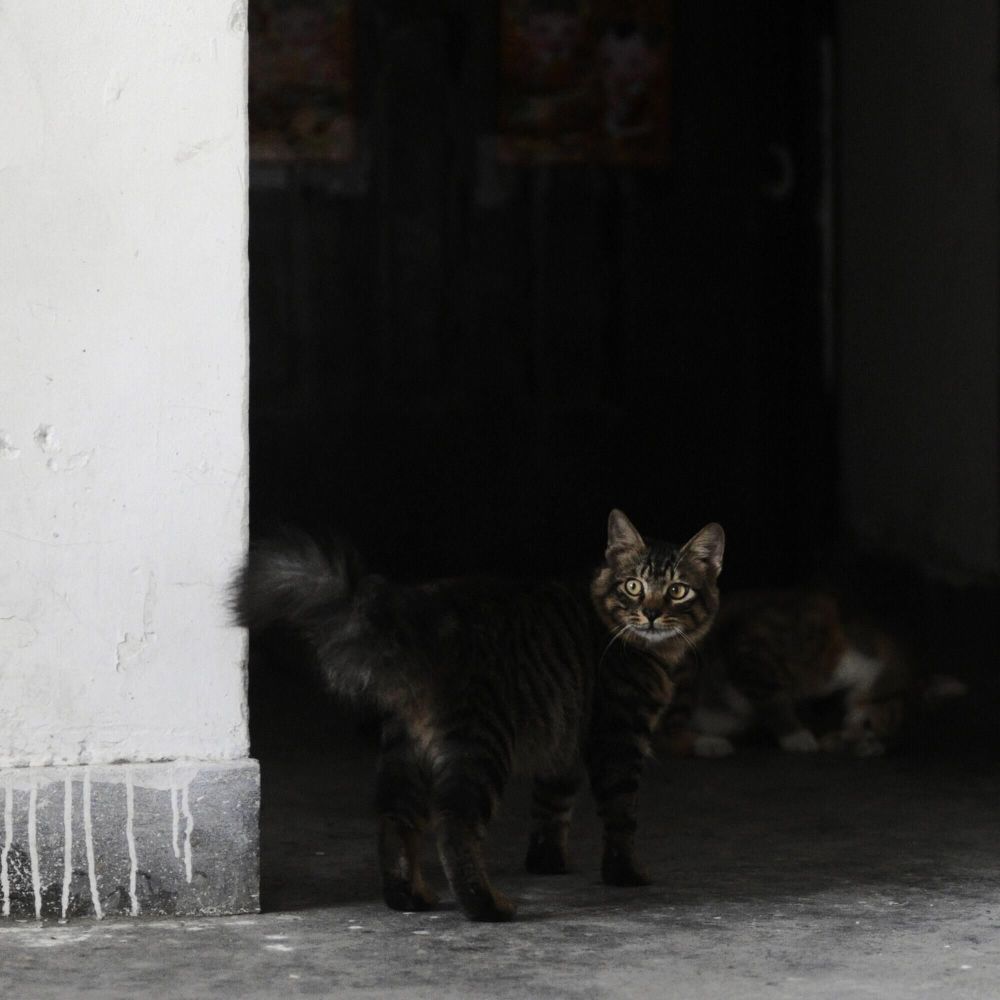 养的狸花猫非常爱卧着 这个动作彰显了它的霸气和高冷