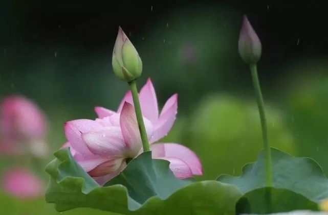 天青色等烟雨 而我在朝阳等你 侗族 夏颜 朝阳村 吊脚楼