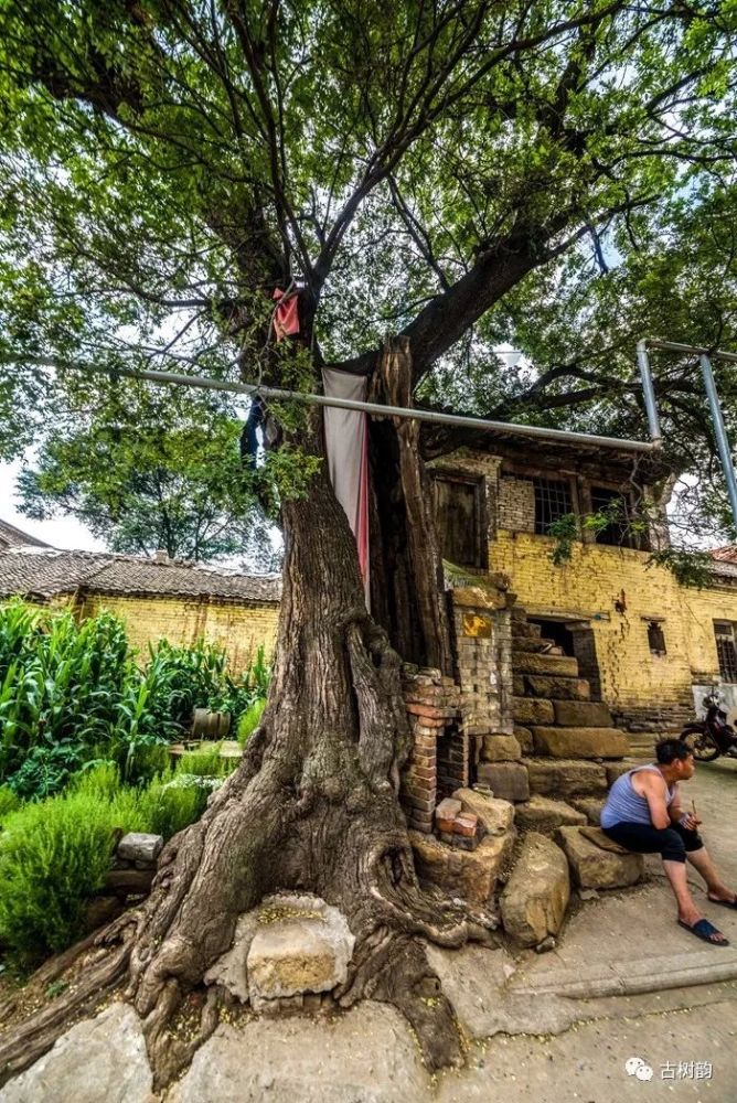 高平郭庄村古槐