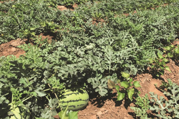 一株西瓜苗保留几个瓜好 现在真的是一株西瓜苗只留一个瓜吗