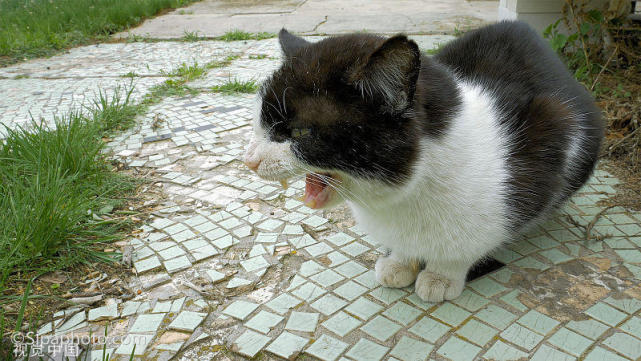 常见病症 猫咪呕吐物为 透明液体 是什么原因导致的 猫咪 铲屎官