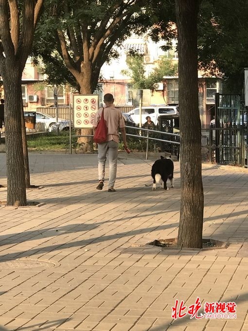 北京望京文化体育公园内不再“人跑狗追”