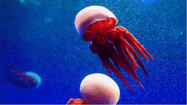 海底总动员全新上演黄金鲹带你周游海底世界