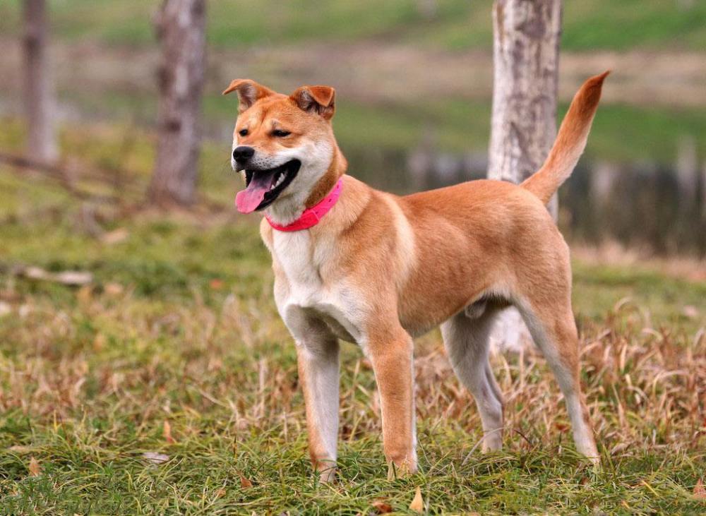 为什么散养的土狗一般都很健康,而精心呵护的宠物狗还是会生病?