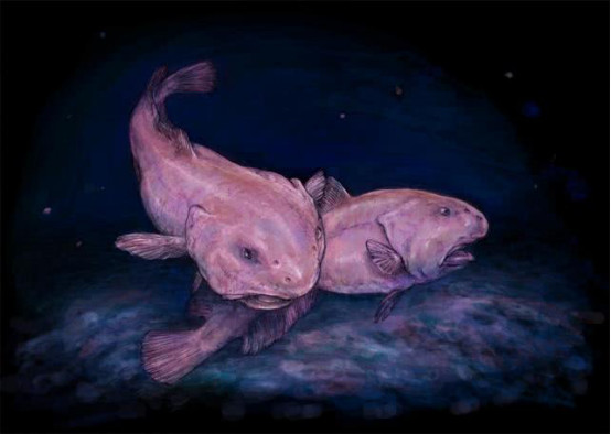 这种鱼类并不好吃却因为人类而陷入濒危究其原因令人痛心