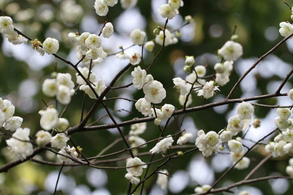常建|心烦意乱时读一读常建这首诗，比读任何的佛经都有用，让人更宁静