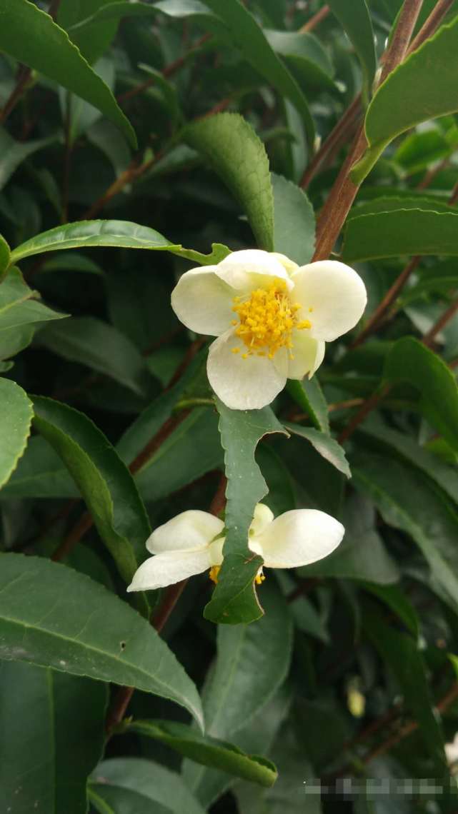 喝过龙井茶你见过龙井茶花吗