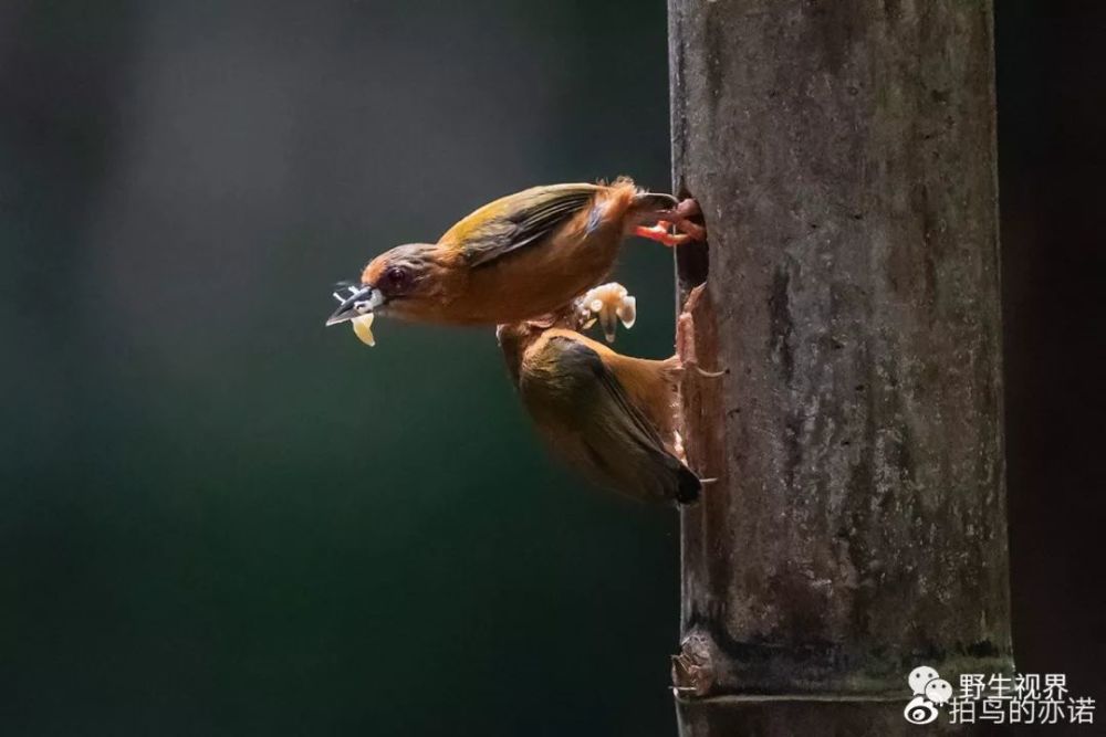 白眉棕啄木鳥是雌雄鳥共同喂雛的,它們的長相似乎一樣,很難區分