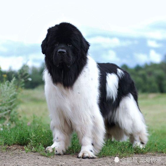 天山牧天山牧羊犬图片