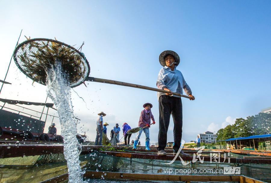 江西九江:鄱阳湖上捕虾忙