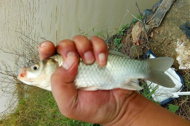 夏季野钓 并非任何时候都适合钓水草区