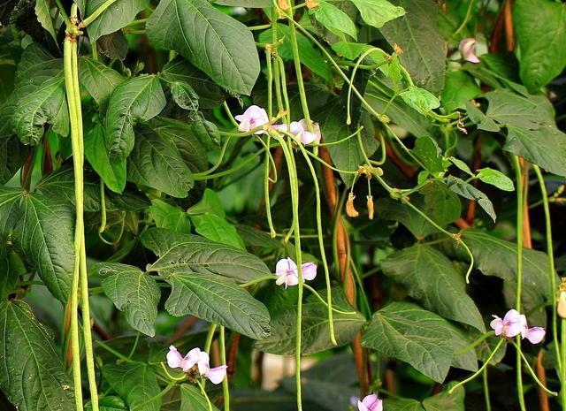 腾讯内容开放平台