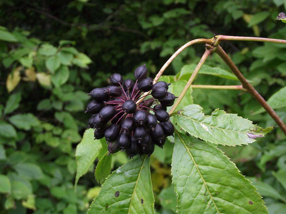 农村一种植物,人称一百针,城里人当野菜吃,补中益精,美容养颜