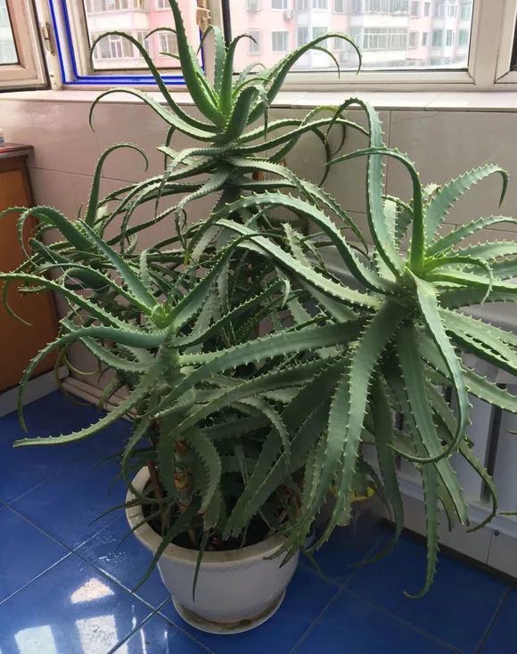10年芦荟老桩,枝干"胳膊粗",做成"盆景"价值高!