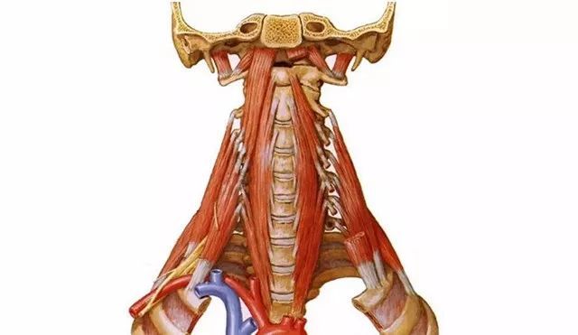頸椎的結構非常複雜,外有皮膚肌肉,內有韌帶,骨與關節突關節;關節
