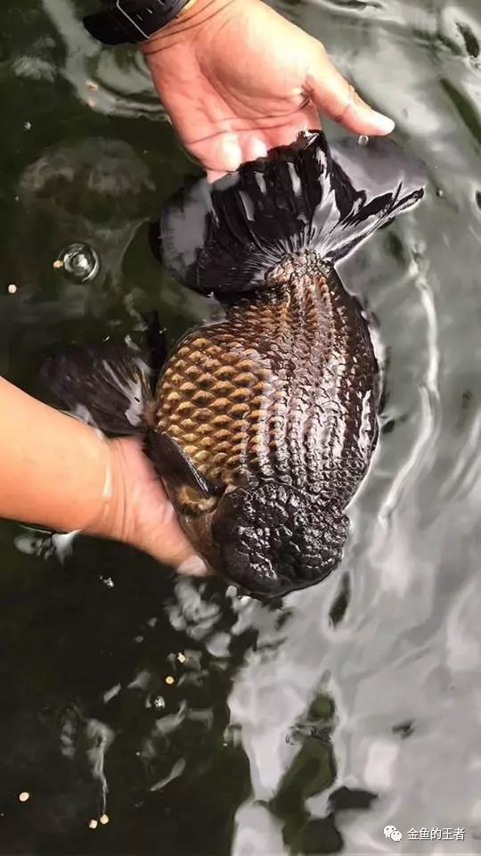 腾讯内容开放平台