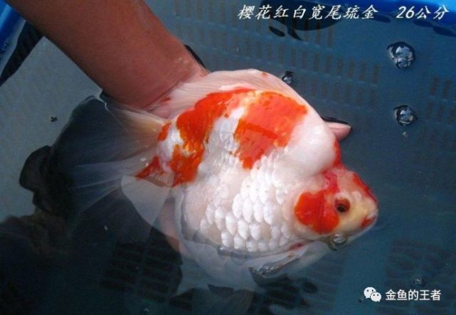 腾讯内容开放平台