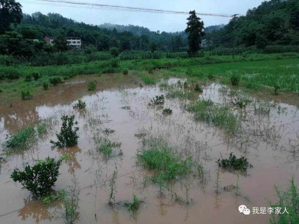 连续几天的暴雨,农村也涨水了,很多庄稼都被淹没了.