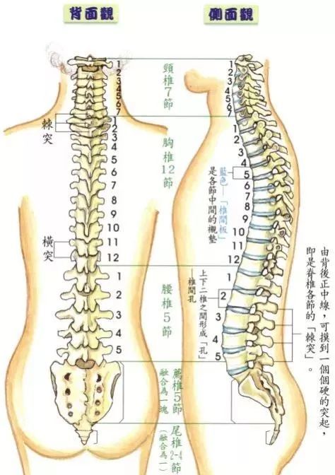 脊柱从上按到下，异常疼痛的地方，可能是大病！(图2)